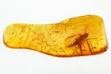 Detailed Fossil Snipe Fly (Rhagionidae) In Baltic Amber #278769-1